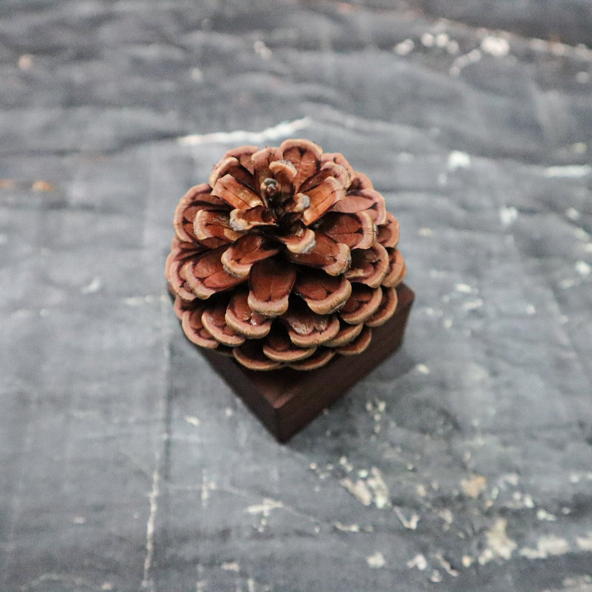 Uncommon wooden essential oil diffuser with natural pinecone on walnut wood base, no water or plug needed