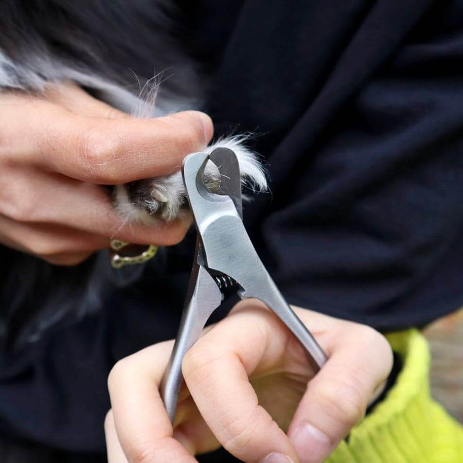 Person using a pet grooming kit to clip a dog's nail, demonstrating care for pets at home.