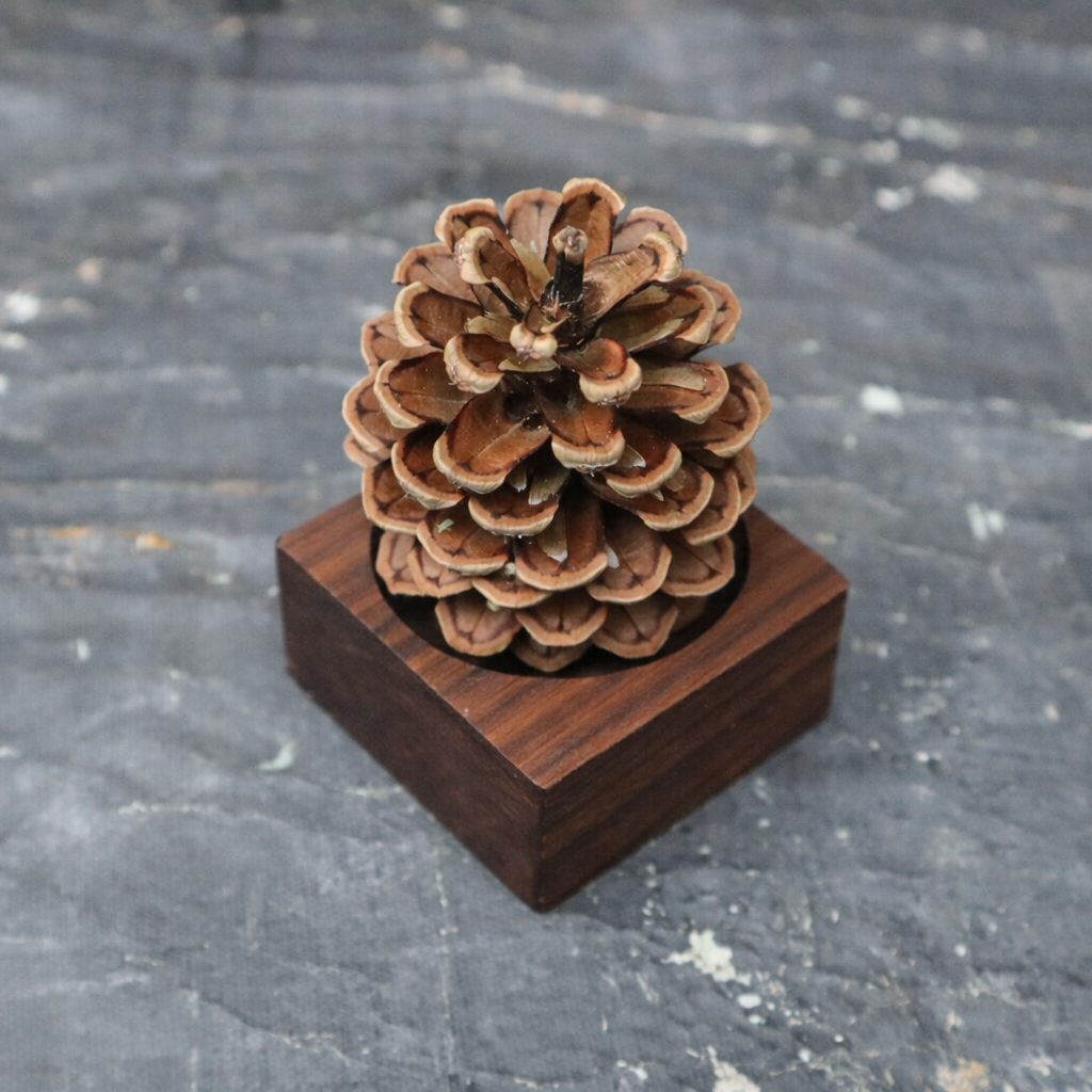 Uncommon wooden essential oil diffuser with natural pinecone on walnut wood base, waterless and plug-free scenting