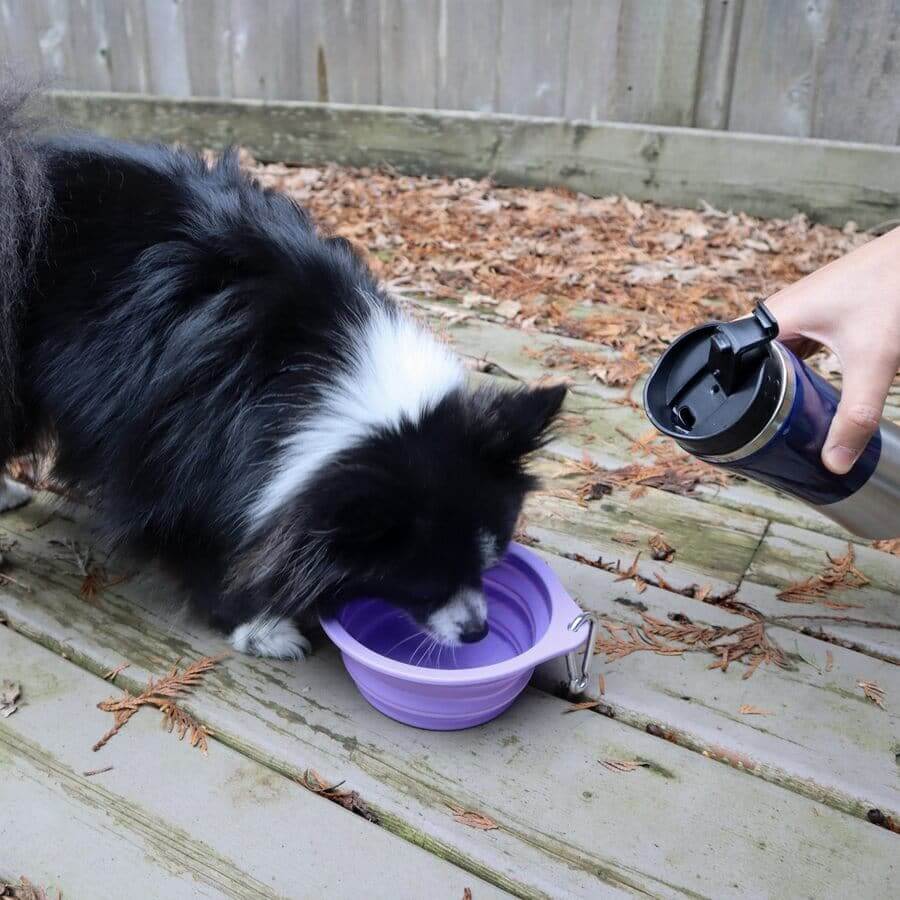 Slow feeder dog bowl and licking mat shown together as a feeding set.