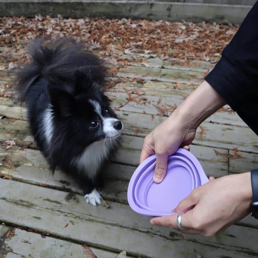 Dog eating from a slow feeder silicone licking mat.